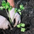 Como Germinar Apio Sin Semilla